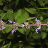 Coleus barbatus var. barbatus (Andrews) Benth. ex G.Don (Andrews) Benth. ex G.Don